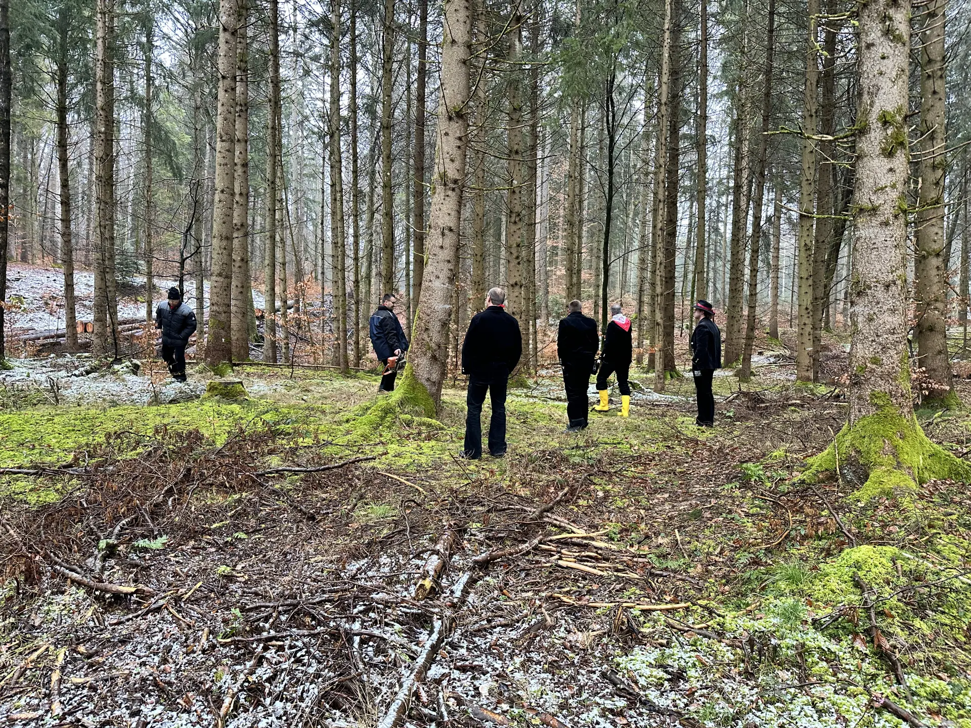 Die Suche nach dem passenden Baum im Wald