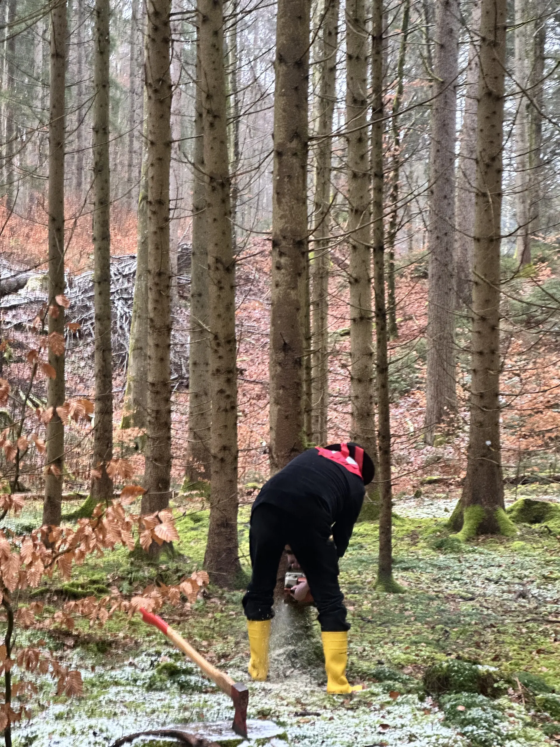 Der Baum wird gefällt